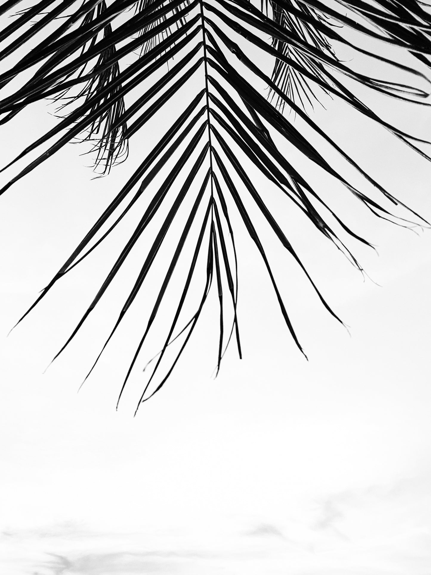 Black and White Palmtree No2 Poster