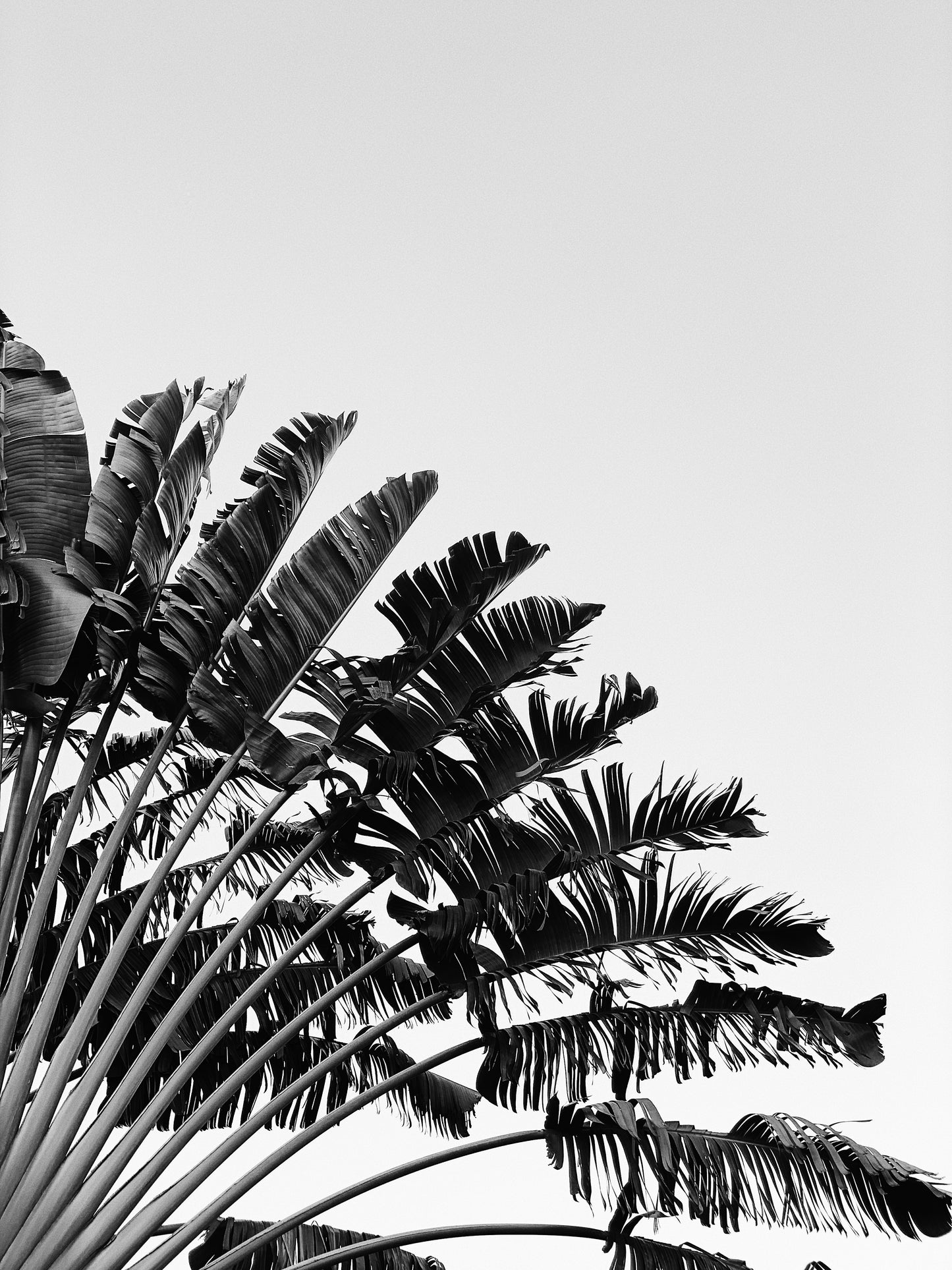 Black and White Palmtree No1 Poster