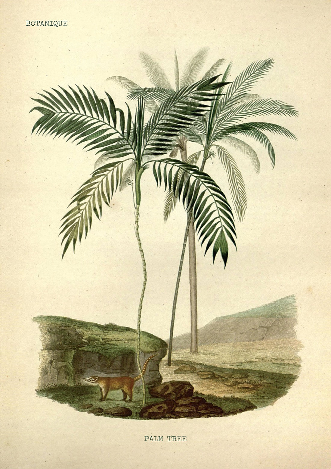 Palm Trees vintage No1 Poster