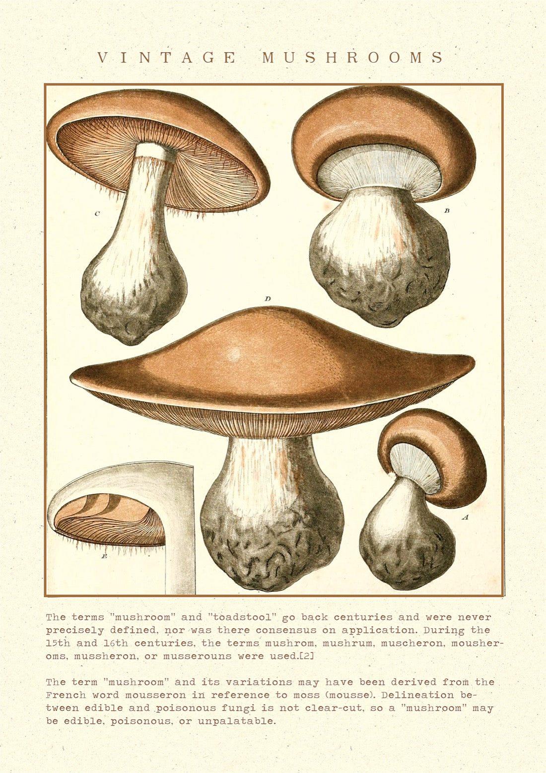 Brown mushrooms vintage posters