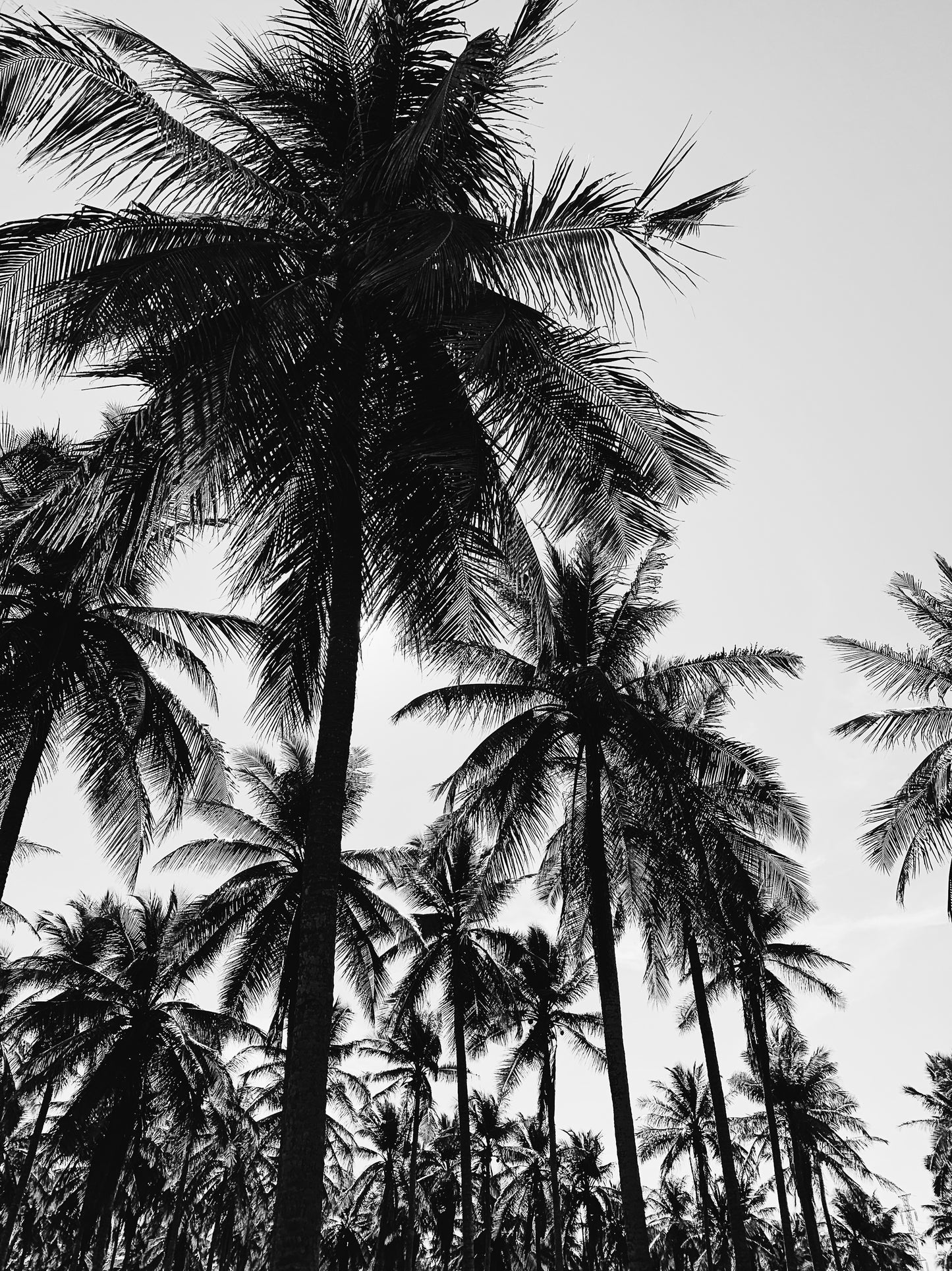 Black and White Palmtrees No3 Poster