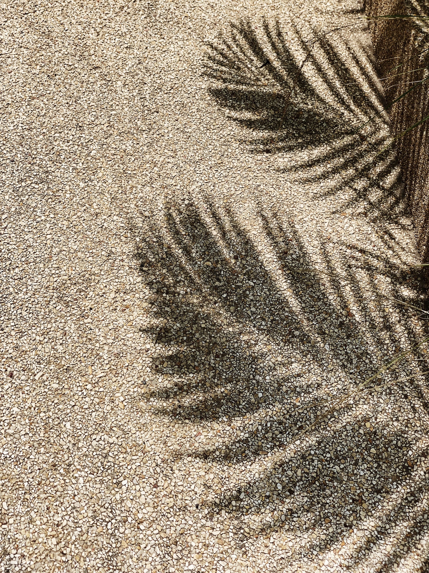 Palmtree Shadow In Sand Poster