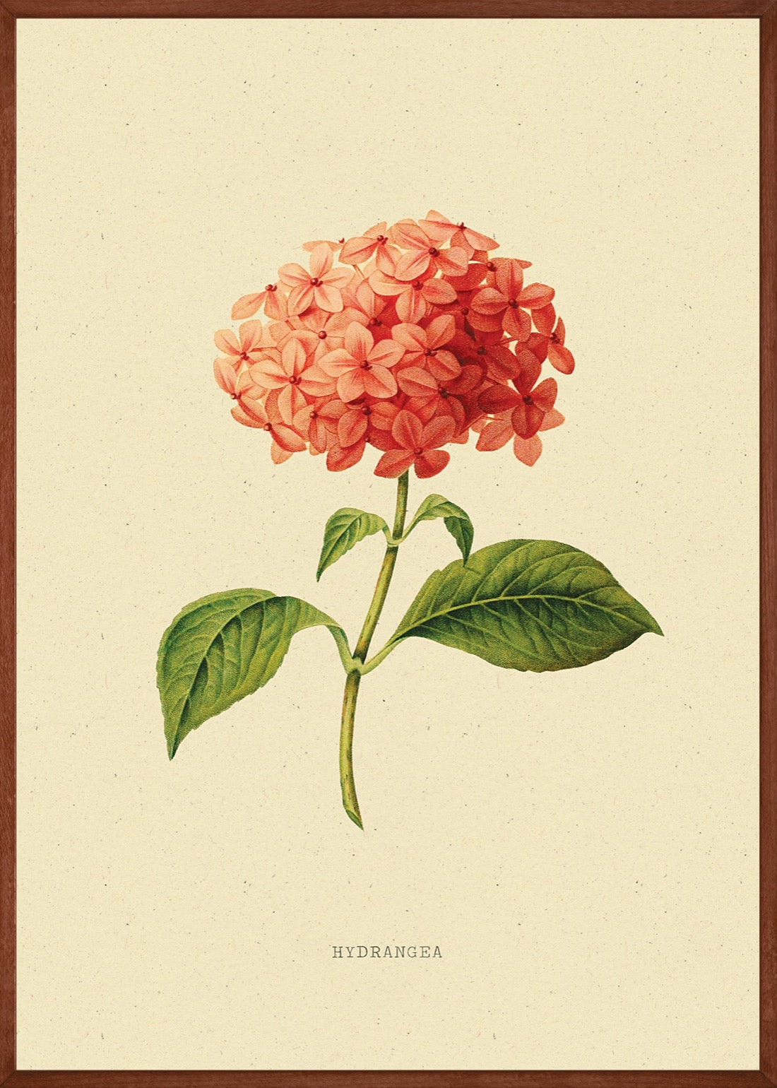 Hortensia Bloem Vintage Poster