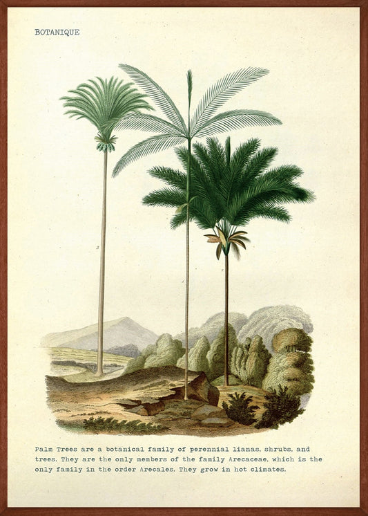 Palm Trees vintage No2 Poster