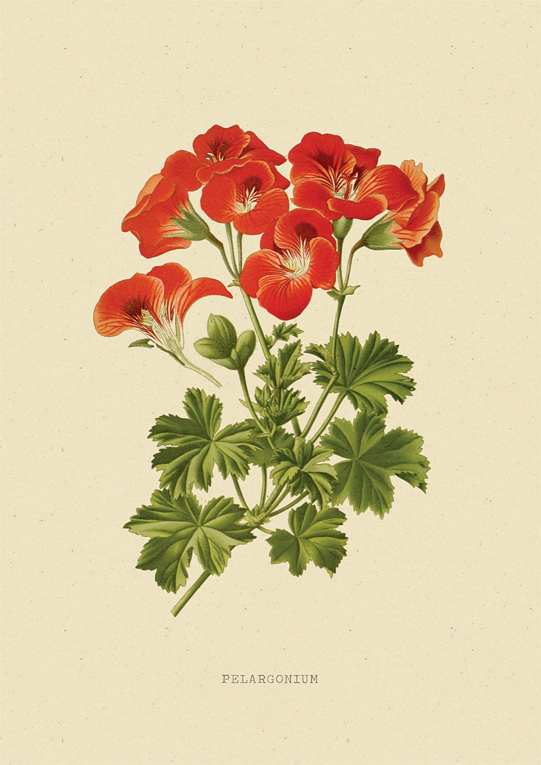 Geranium Bloem Vintage poster