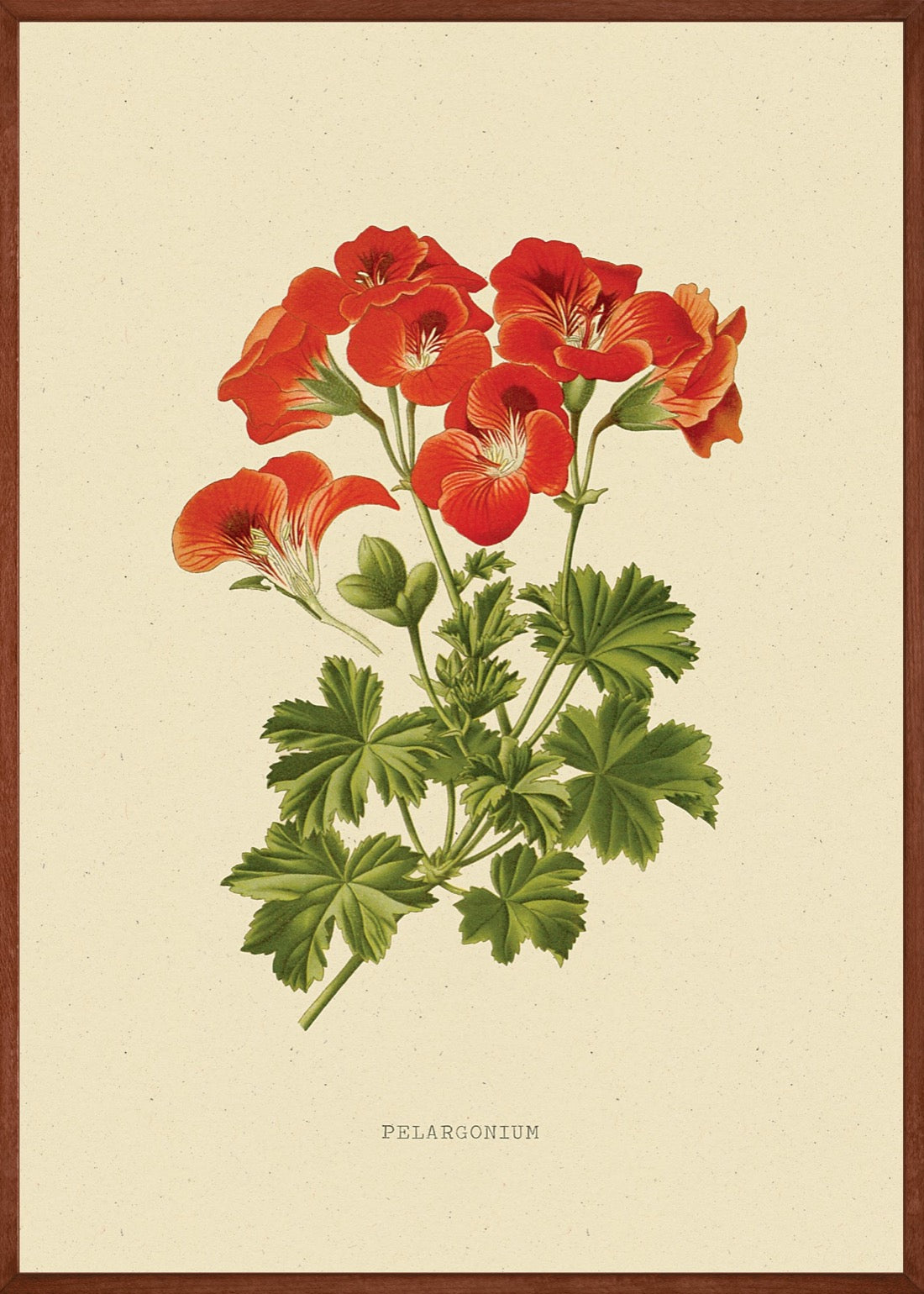 Geranium Bloem Vintage poster