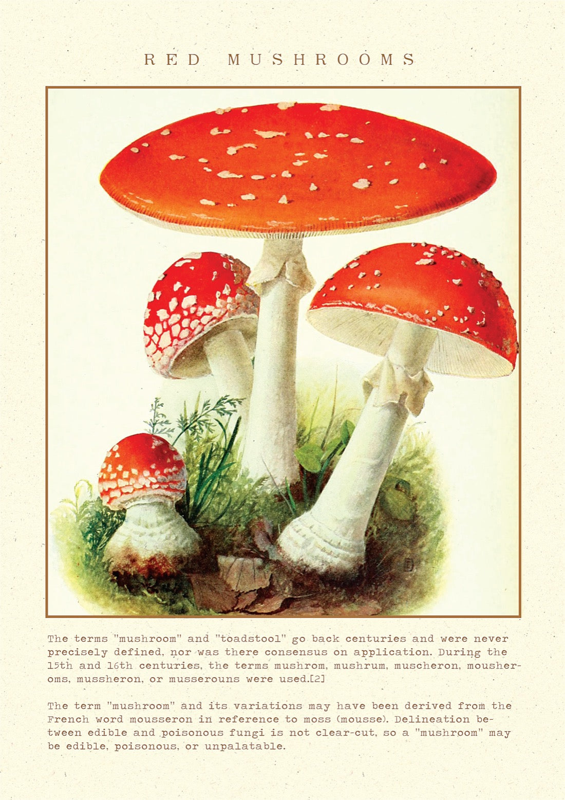 Red Mushrooms Vintage Posters