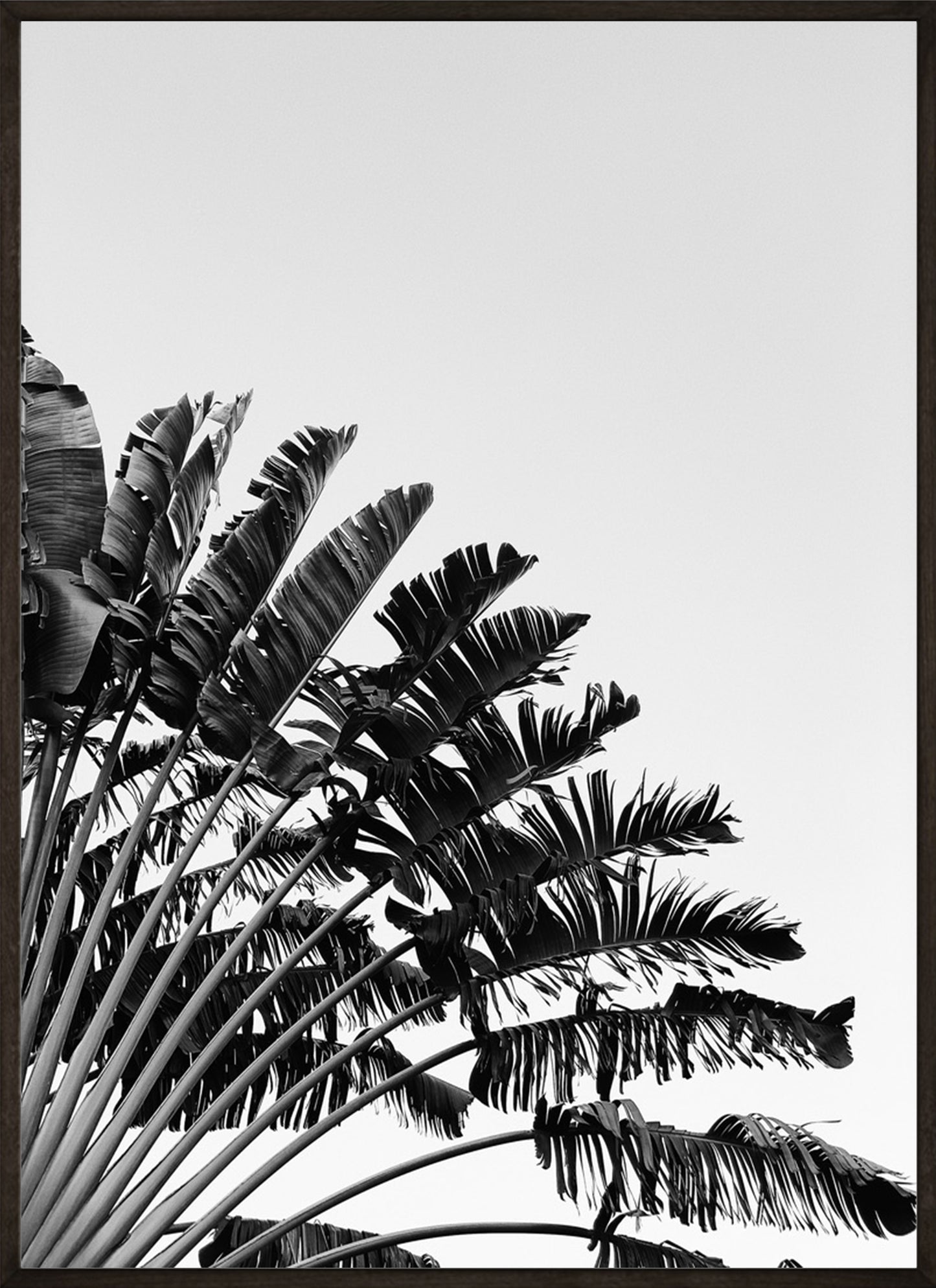 Black and White Palmtree No1 Poster