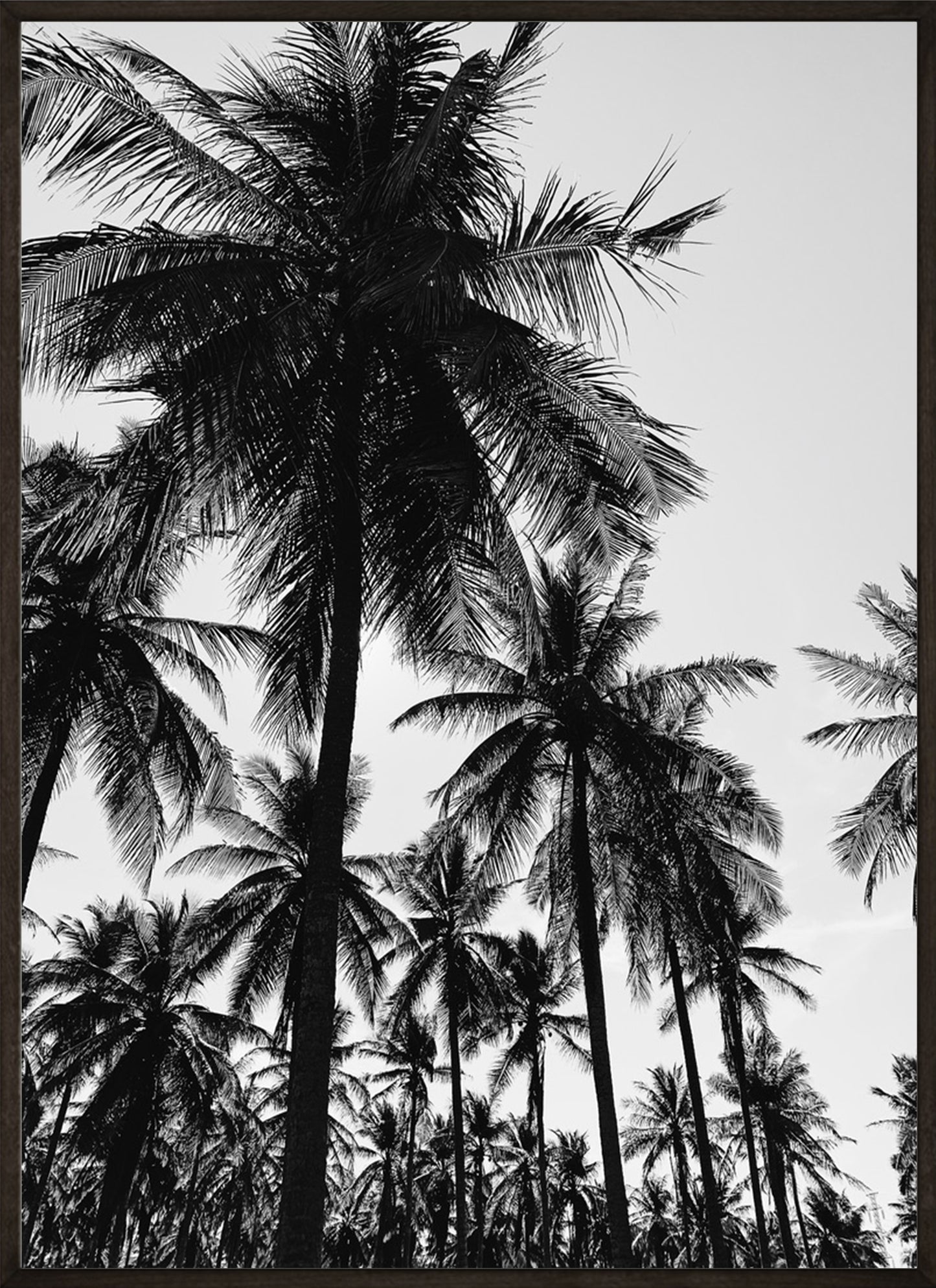 Black and White Palmtrees No3 Poster